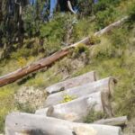 Alto Beni y Palos Blancos: municipios agroecológicos y libres de minería luchan por su protección