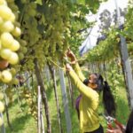 Abogado de Murillo asegura que sentencias carecen de valor y confirma apelaciones judiciales