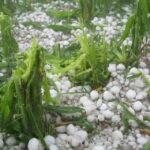 Chocorosi Expulsado de la Simón Bolívar Cinco Años Por Sanción Deportiva